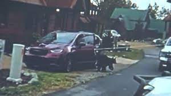 تتصل بالشرطة لاخلاء سيارتها من أنثى دب وصغارها(فيديو)
